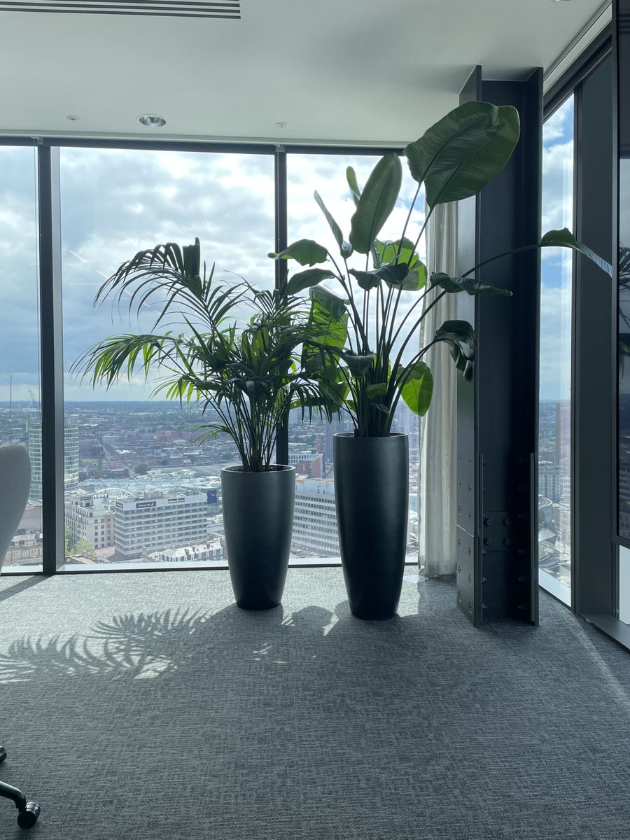 pot plants next to the side of a building