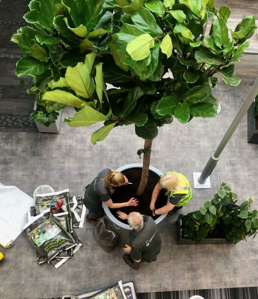 large indoor plant being installed 