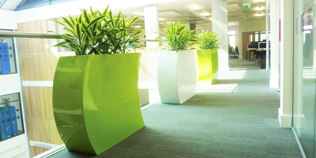 indoor plants in green and white large pots