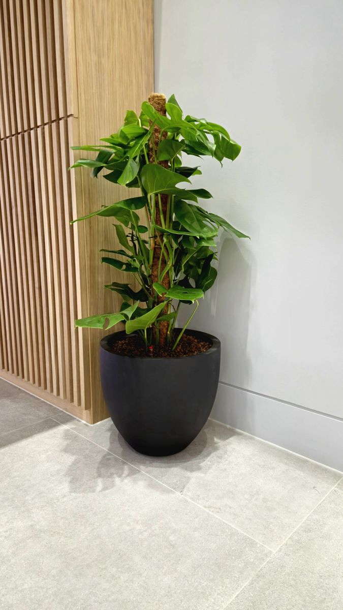 Pot plant in a corner in an office