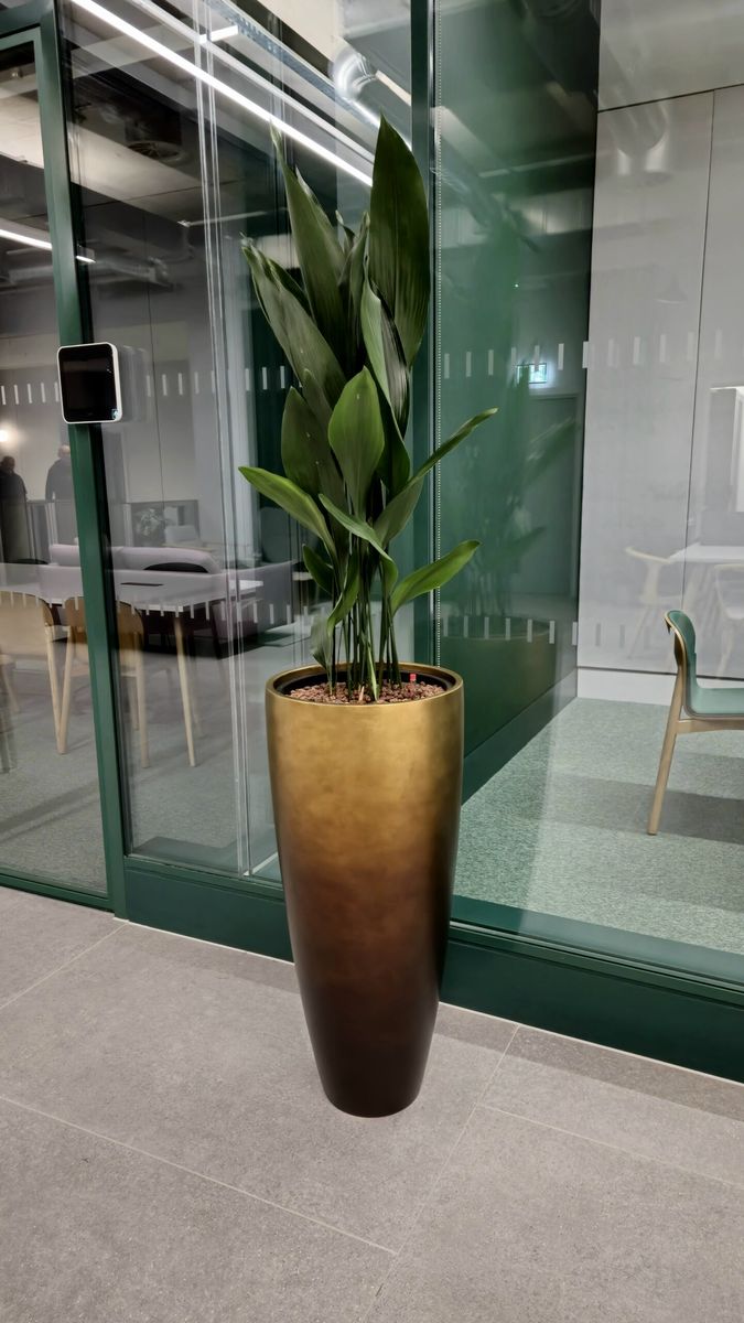 pot plant in an office