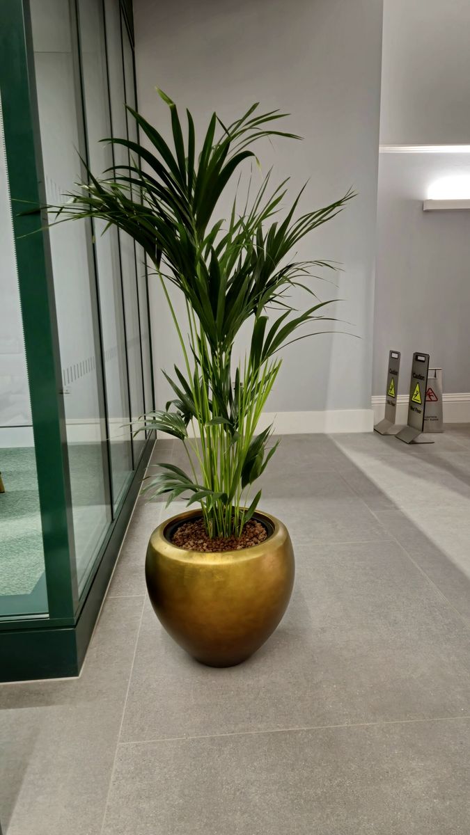 pot plant next to glass in an office