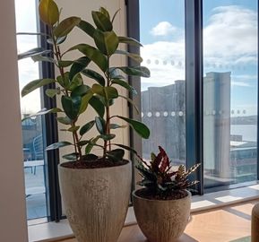 A tall potted Rubber plant standing beside a smaller decorative Calathea plant in stone planters in front of large glass windows.