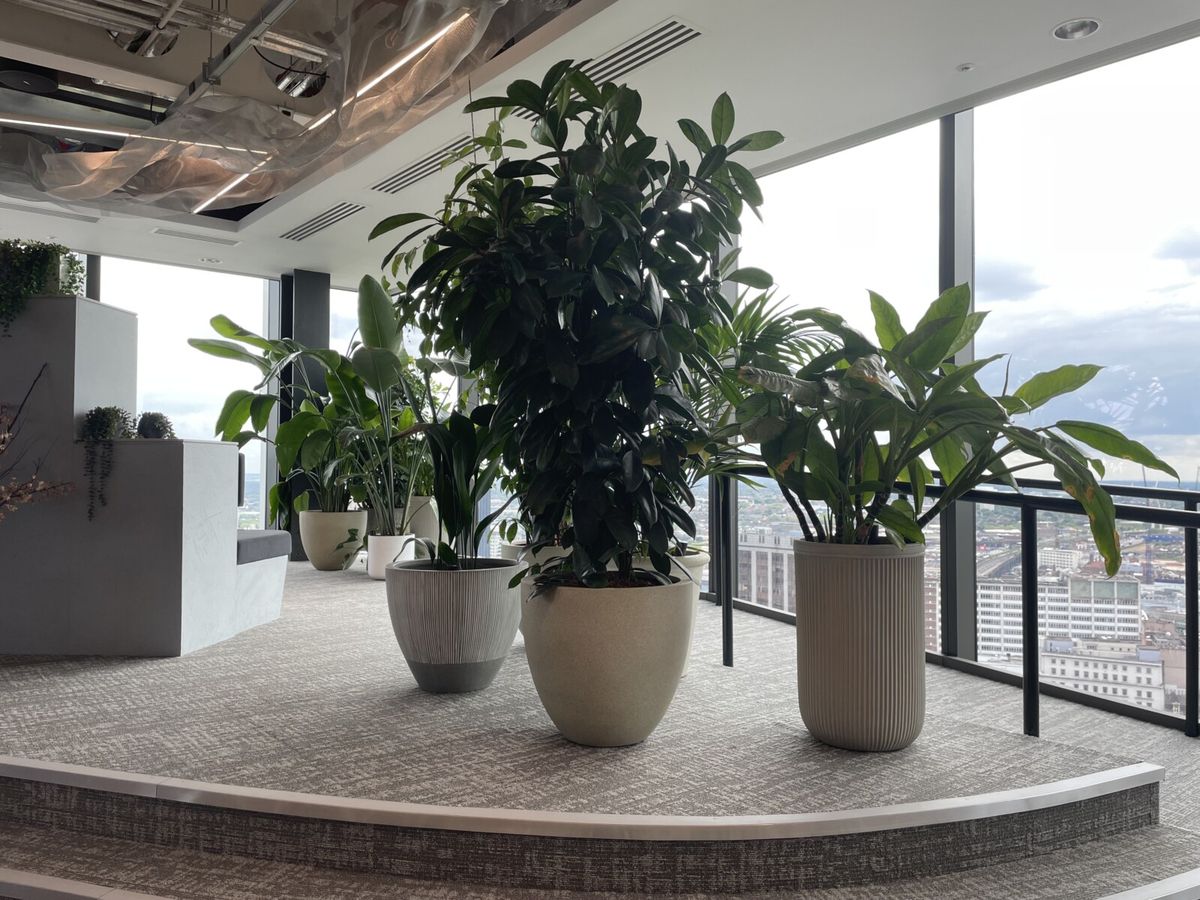 green office pot plants