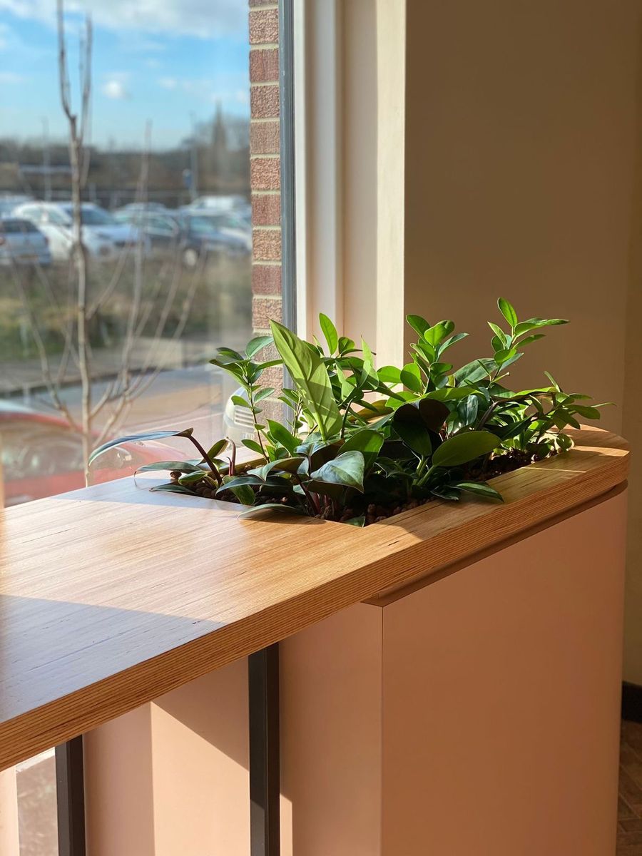 indoor plant on display
