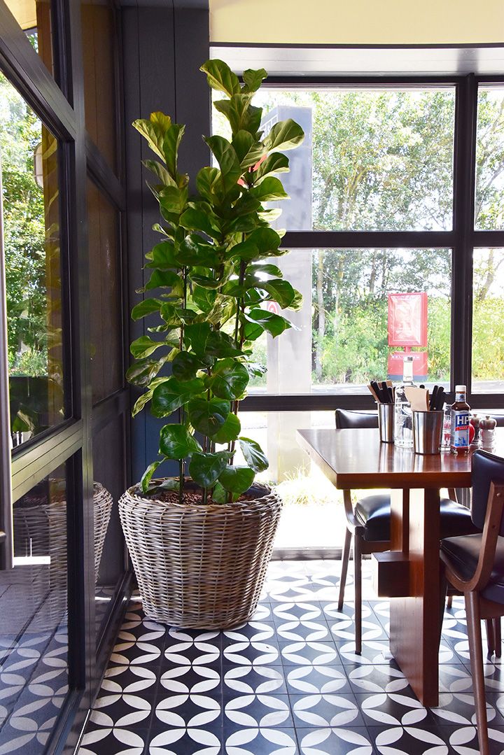 large indoor plant displayed by the window in an eatery
