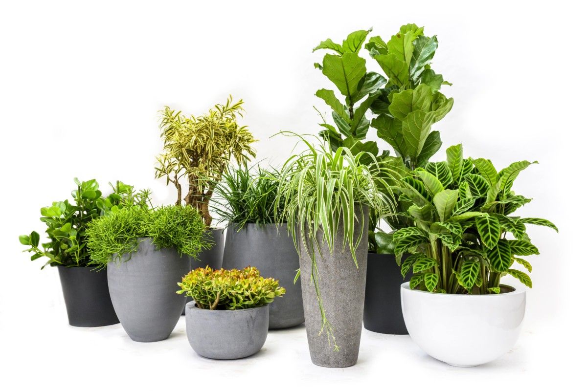 variations of indoor plants in pots