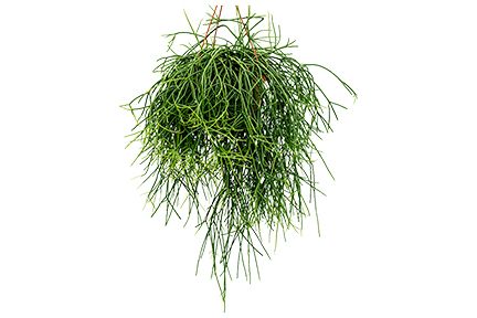rhipsalis pulchra