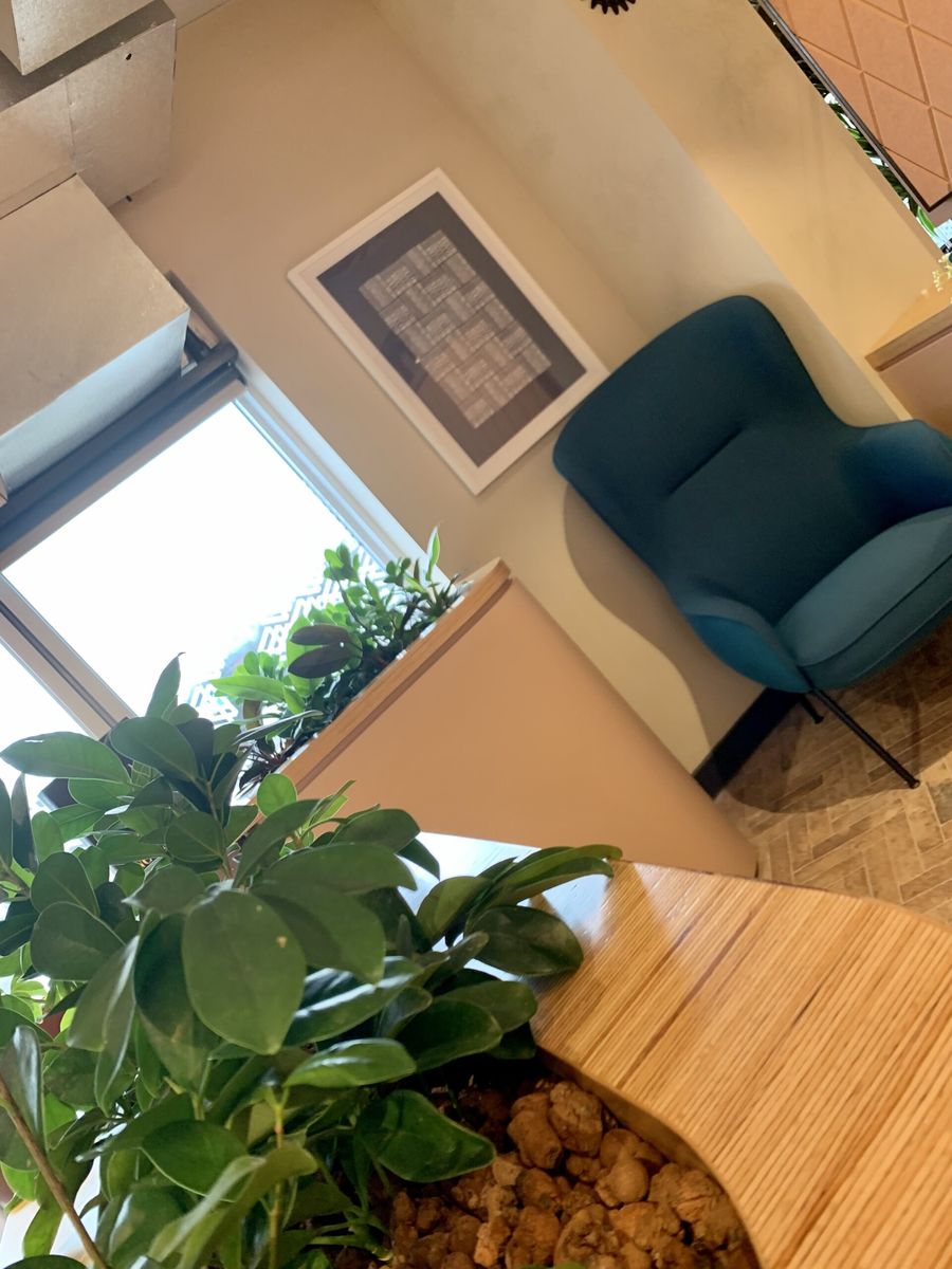indoor plants around the room