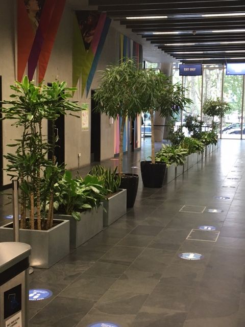 indoor plants displayed in an open area