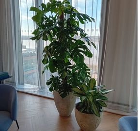 A tall Monstera deliciosa supported on a moss pole paired with a smaller variegated indoor plant in matching ceramic pots by a bright window wall.