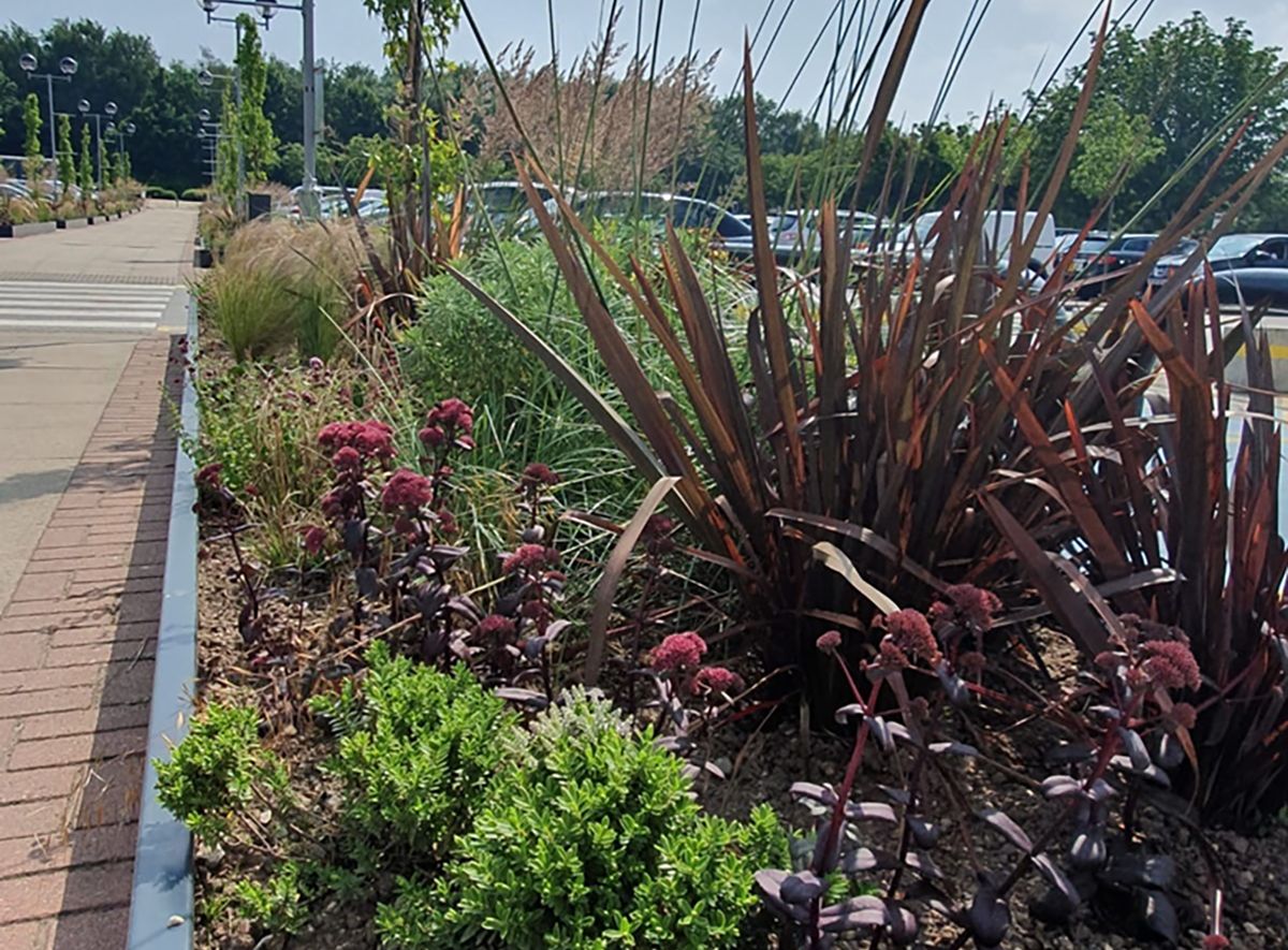landscaping in a parking lot
