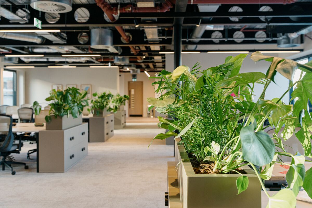office plants on cabinets 