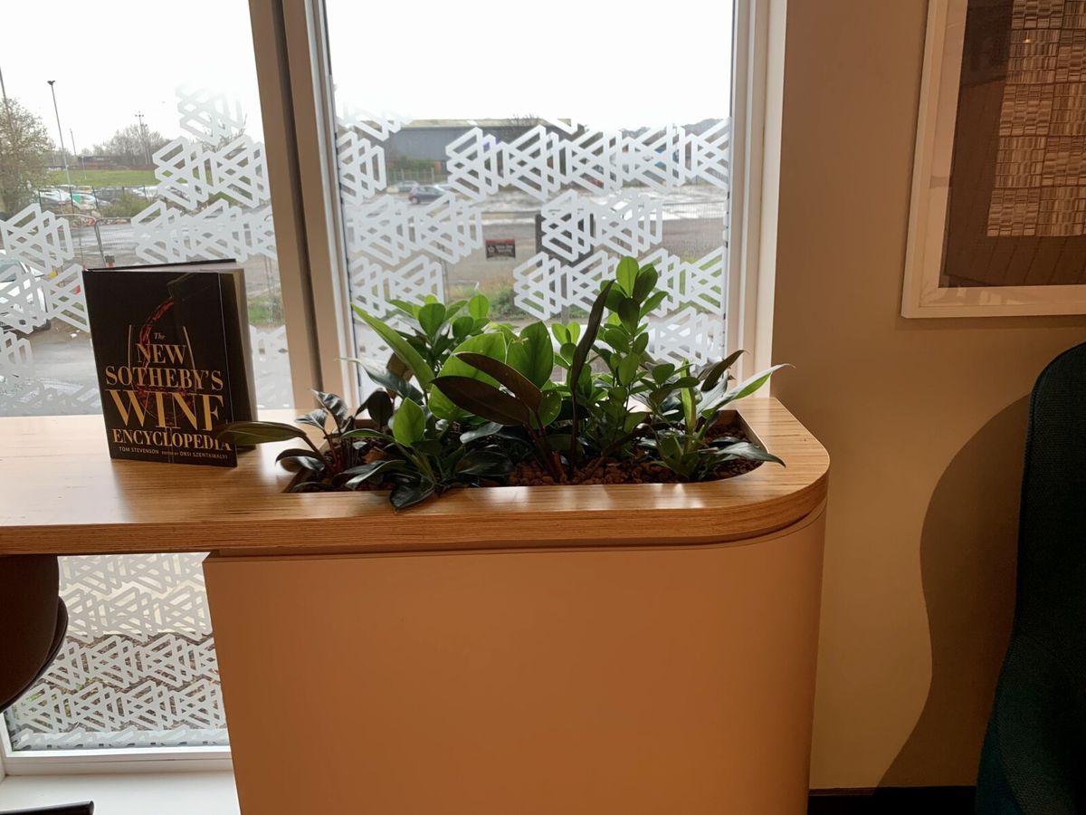 indoor plant on display