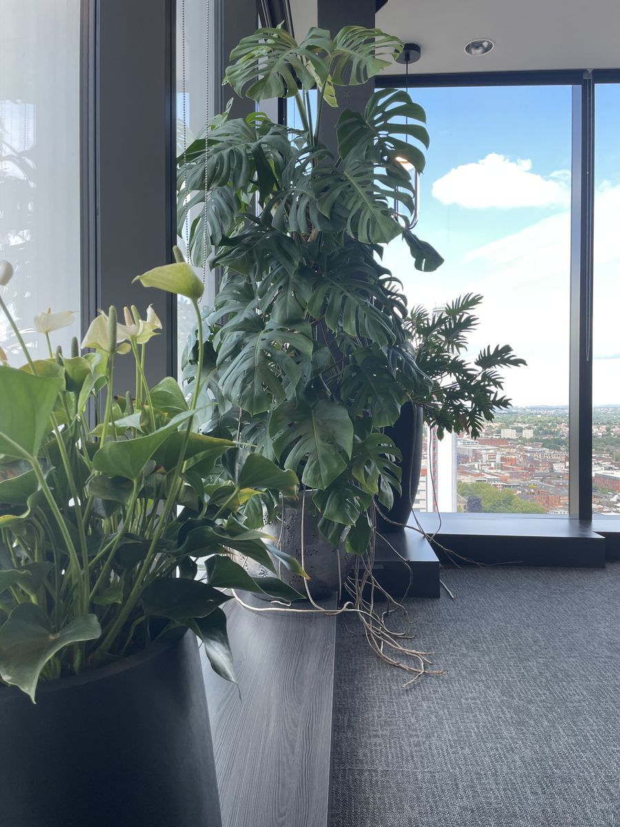 an array of plants in an office 
