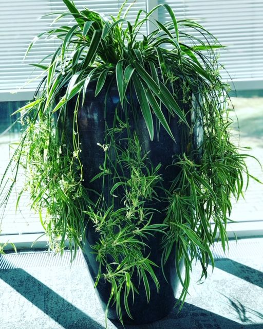 large indoor plant by the window