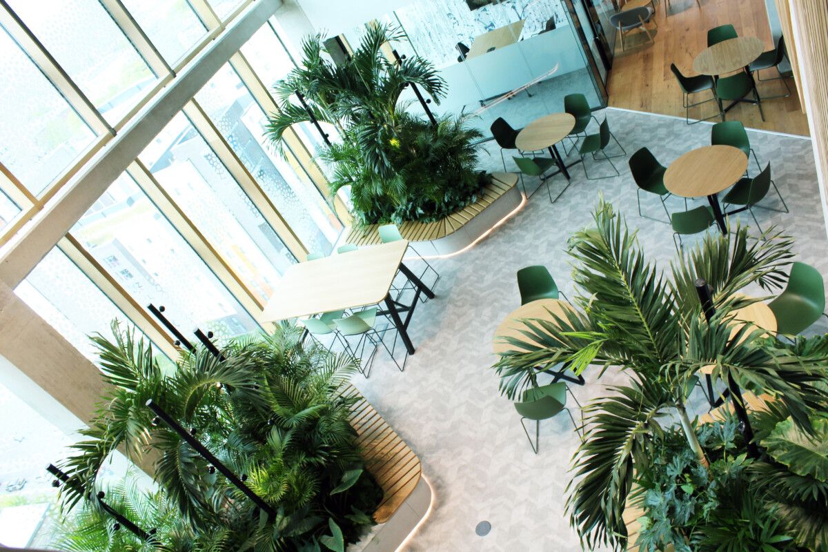 top view of green plants displayed indoors