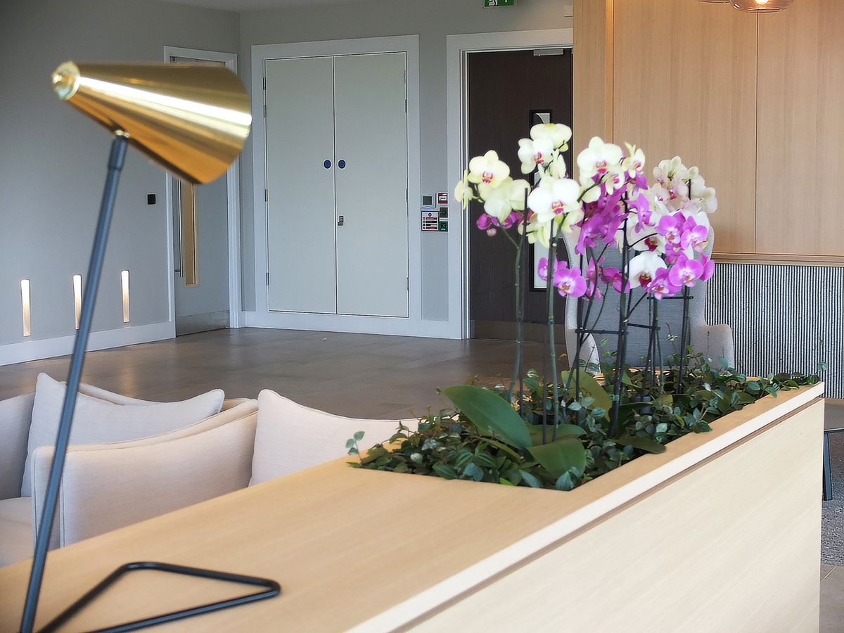indoor plants displayed in room