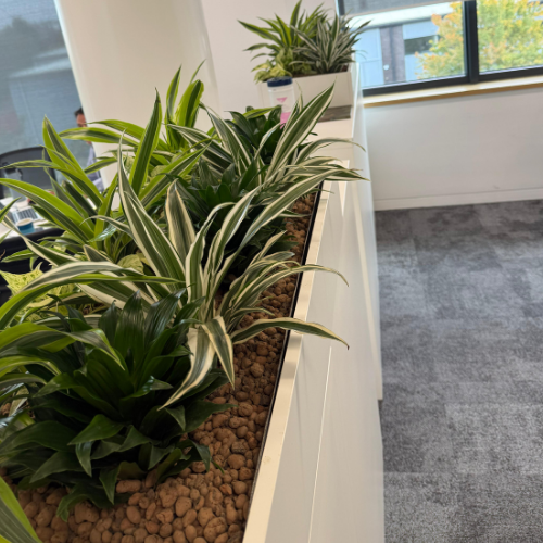 Pot plants next to grey couch