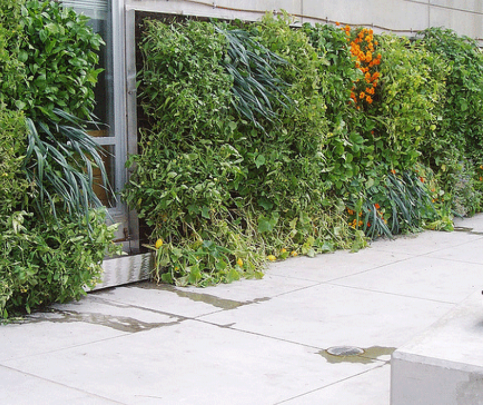Edible Green Wall