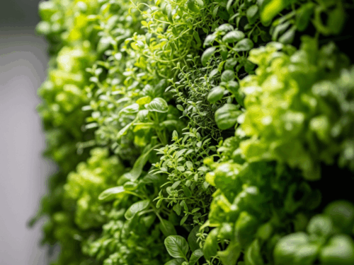 Edible Green Wall