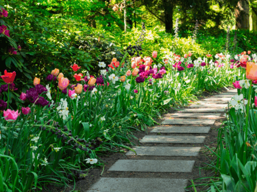 Spring Blooms