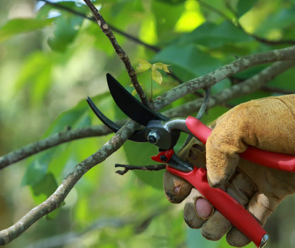 Hand Pruners