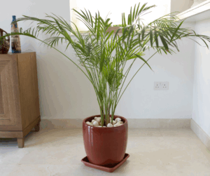 Bamboo Palm (Chamaedorea seifrizii)