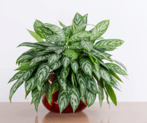Chinese Evergreen (Aglaonema)