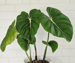 Heartleaf Philodendron (Philodendron hederaceum)