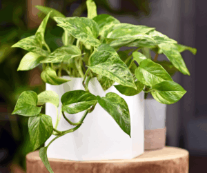 Pothos (Epipremnum aureum)
