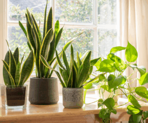 Snake Plant in office