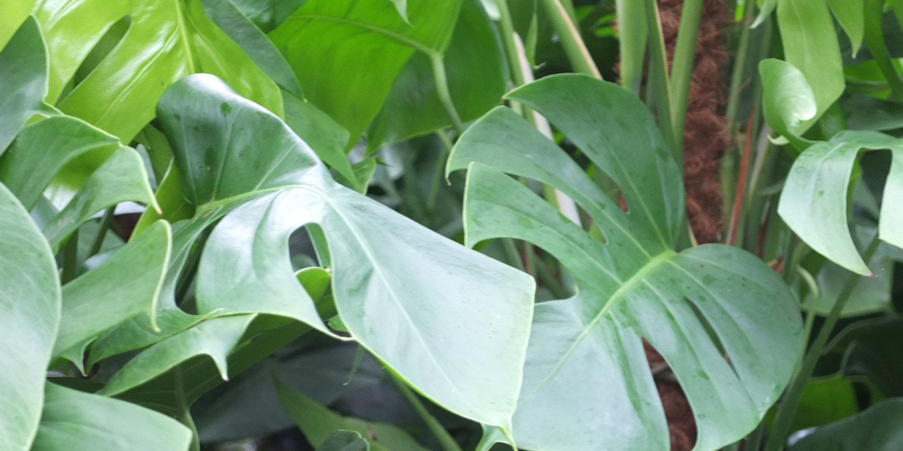 close up of green plants