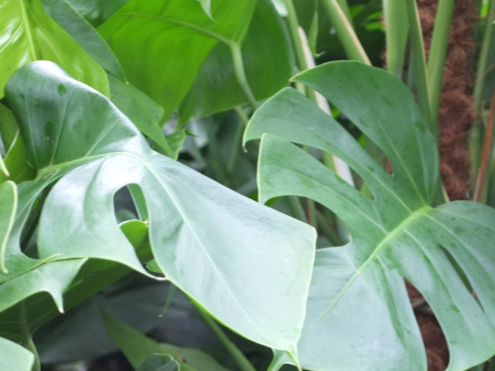 close up of green plants