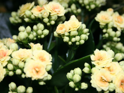 Kaleanchoe