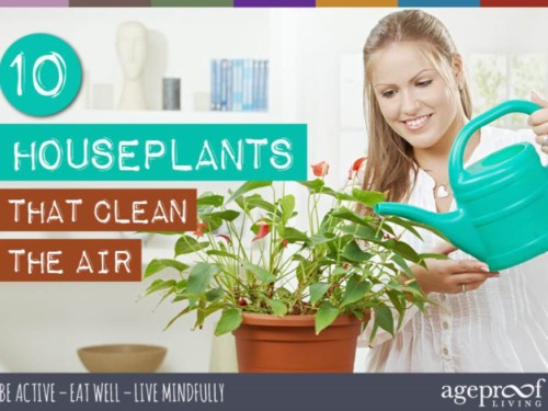 10_Houseplants