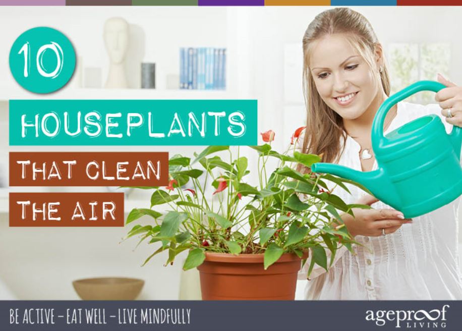 10_Houseplants