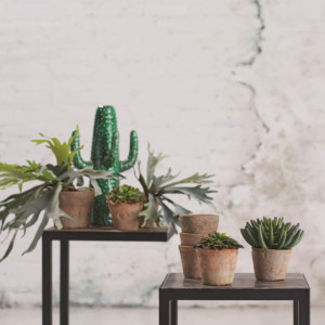 small indoor plants placed on tables