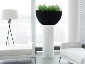 indoor plant in a decorative black and white pot in a room