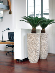 indoor plants in an office area