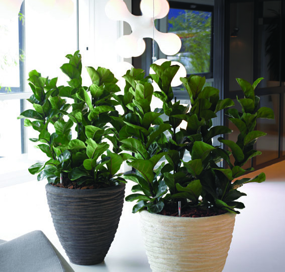 indoor_live_plant_displays