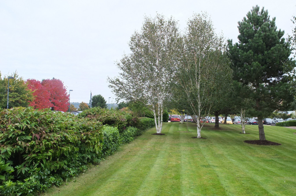 open park with plants and trees