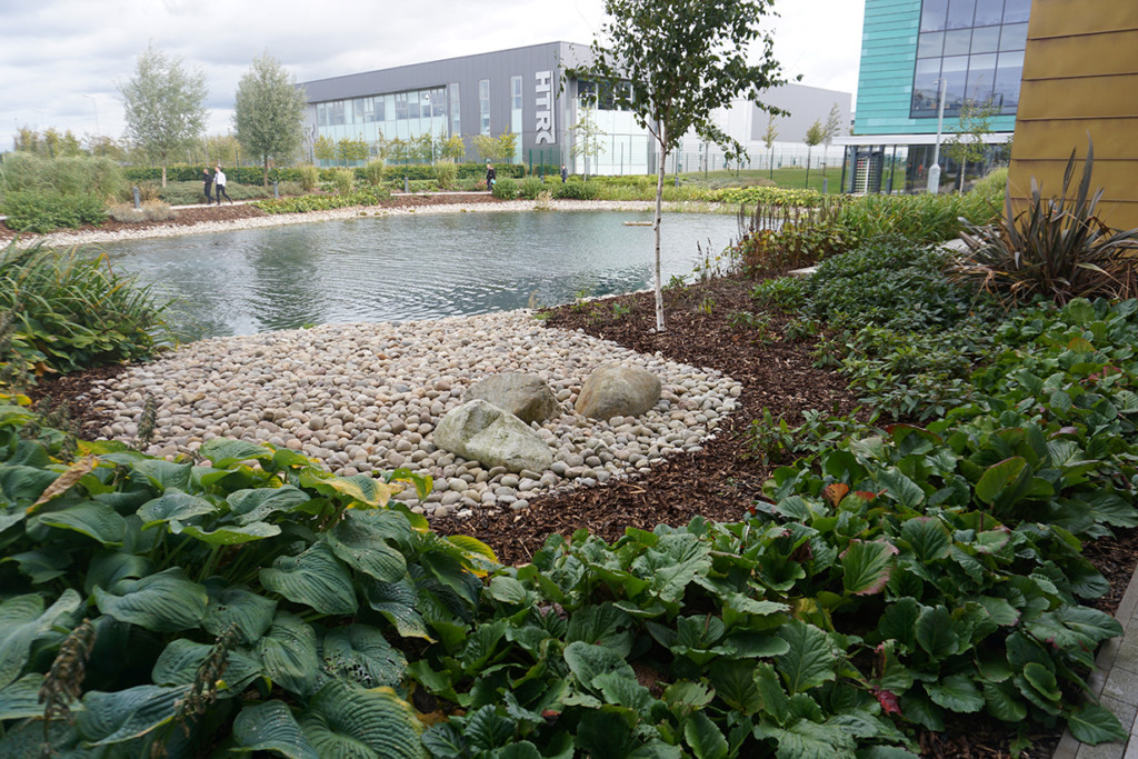 water surrounded by green plants and trees