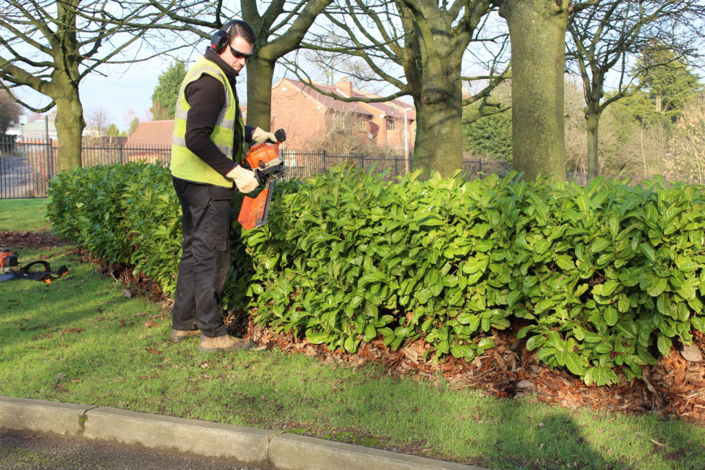 man maintaining trees