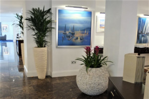 large indoor plants in a room