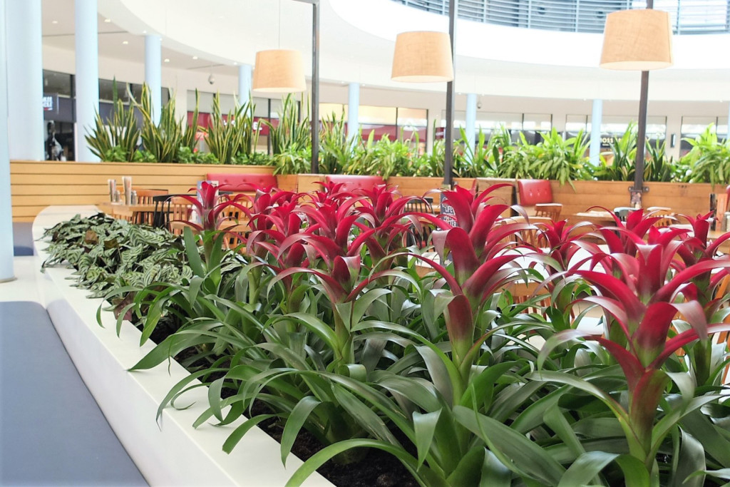 indoor plants displayed in a mall 