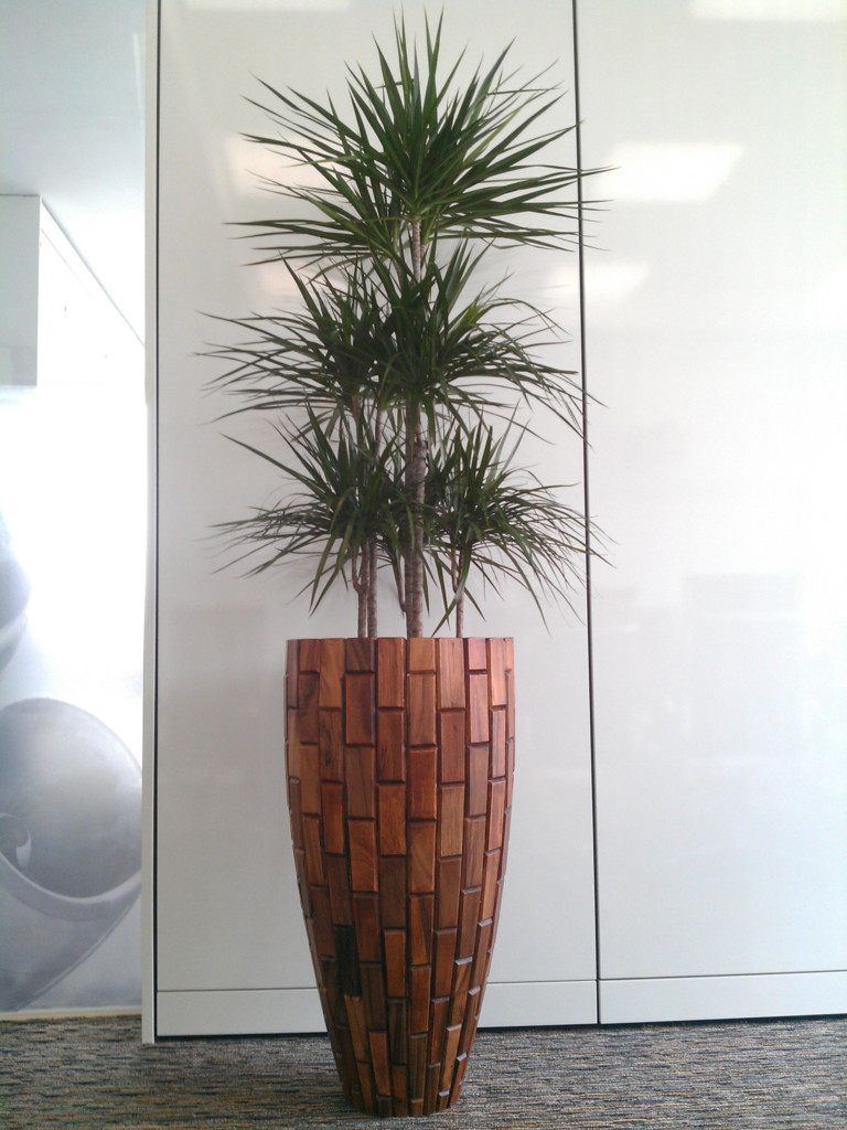 large plant in a room