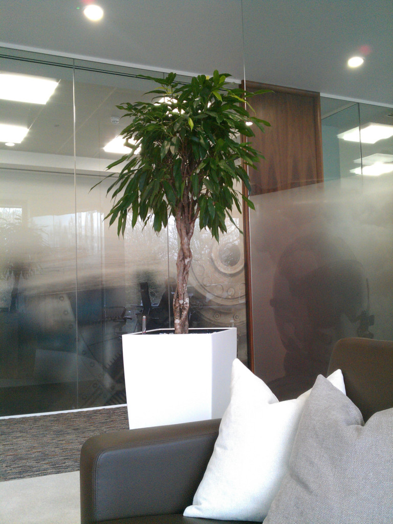 large plant in a room