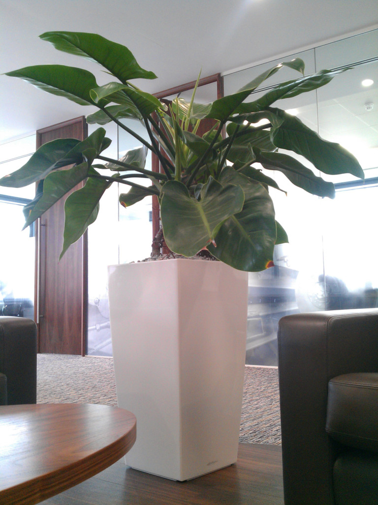 large plant in a room