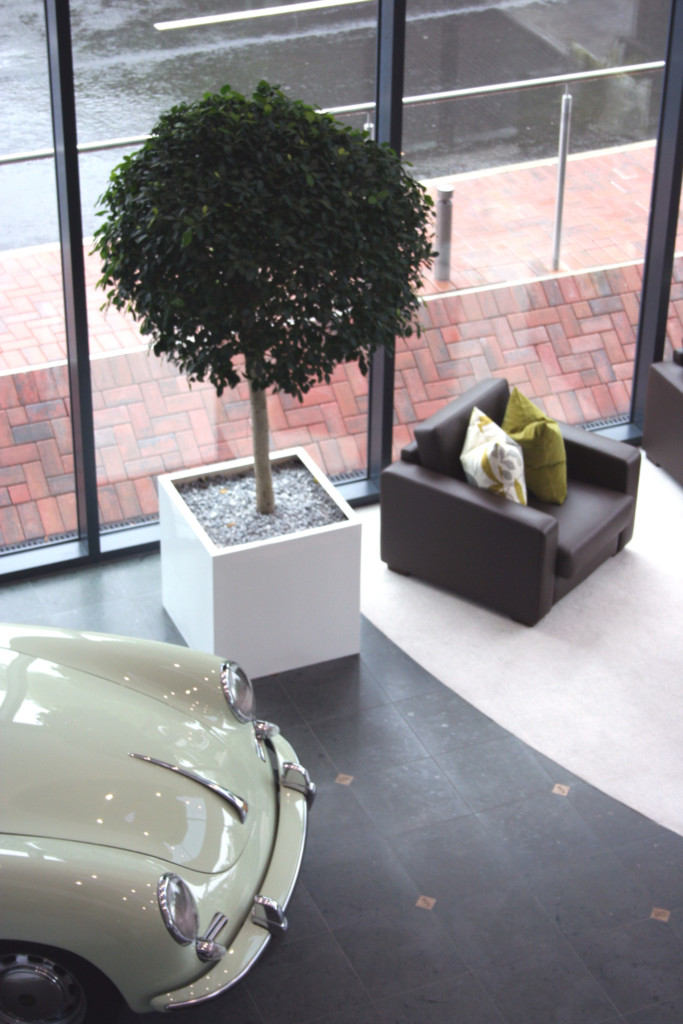 top view of large plant in a room with a vintage car